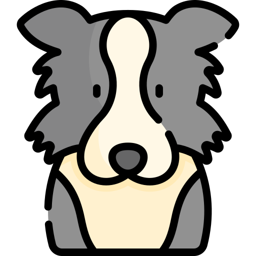 collie-de-frontera